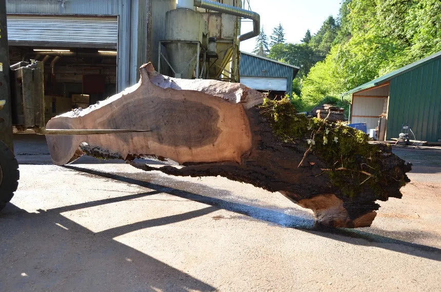 Oregon Black Walnut Slab 062322-05