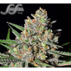 SEE023: Green Love Potion FEM 5 Seeds